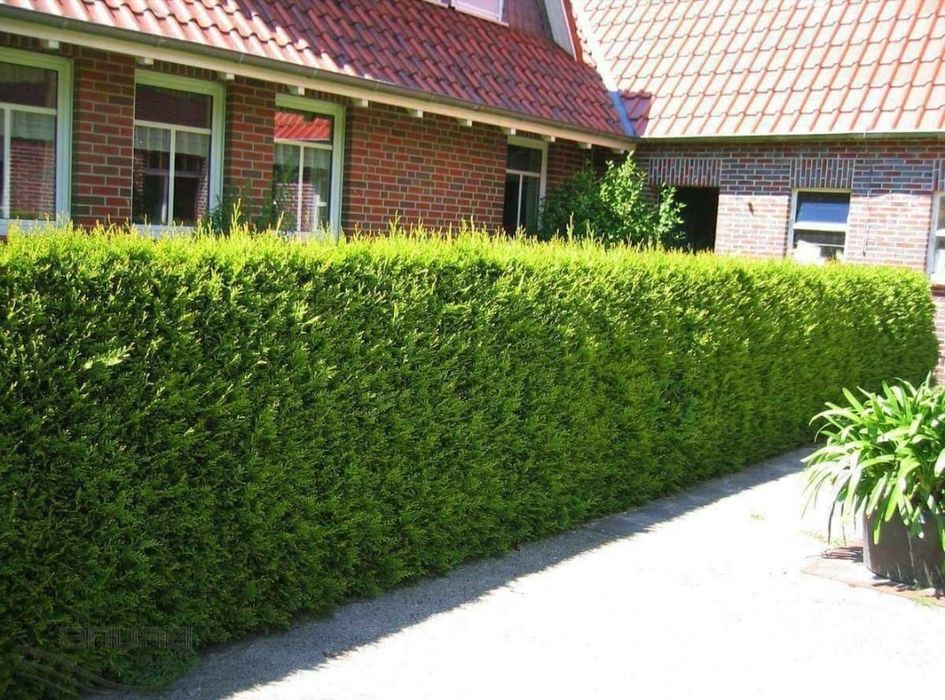 Туя книжний Зелёный забор учун