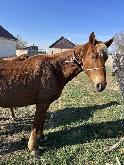 Продам кобылу. Буаз бие сатамын