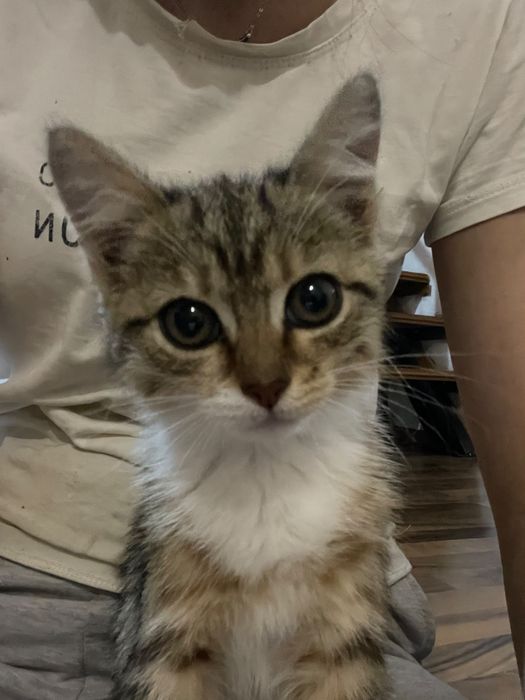 Милая девочка котёнок