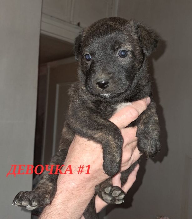 Кутята ищут добрые руки