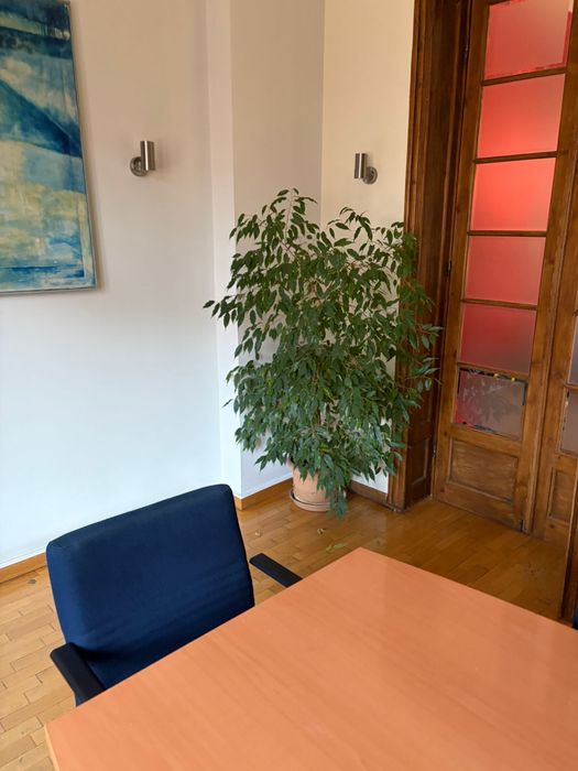 Vând flori în ghiveci