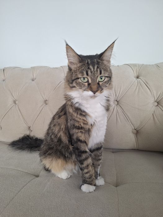 Котенок девочка кастрированная
