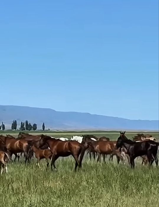 Жылқы Қой сатылады