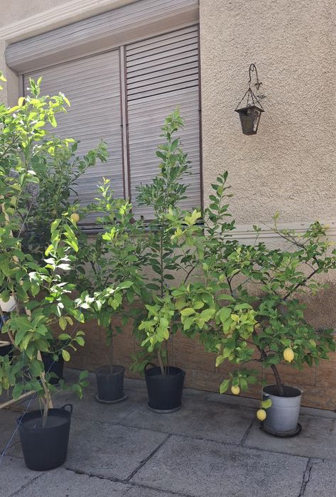 Pomi fructiferi de lămâi roditori