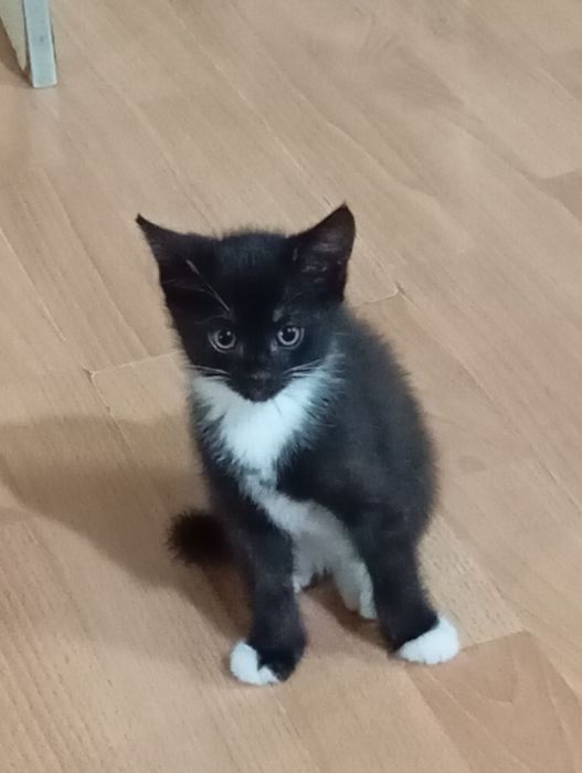 Срочно котята ищут дом!