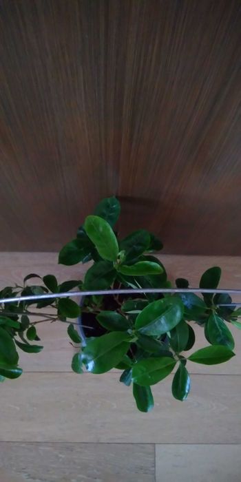 Дипладения, Мандевила