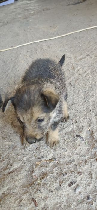 Отдадим собак в хорошие руки