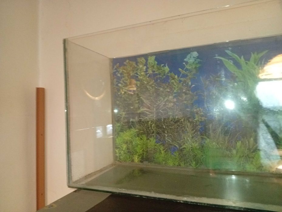 Acvariu 60 de litri