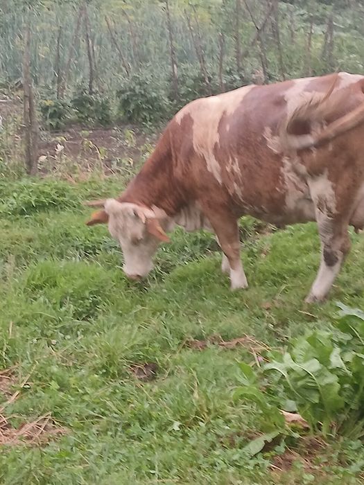 vind vaca baltata romăneasca