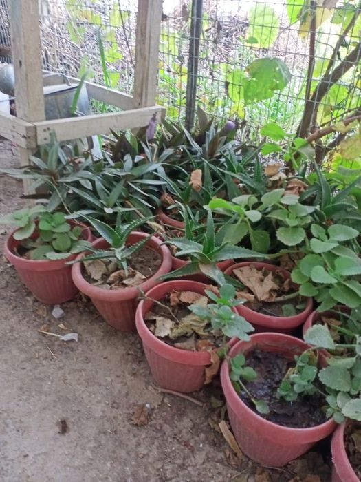 Гүлдер, Салаттар. Компот. Варенье.