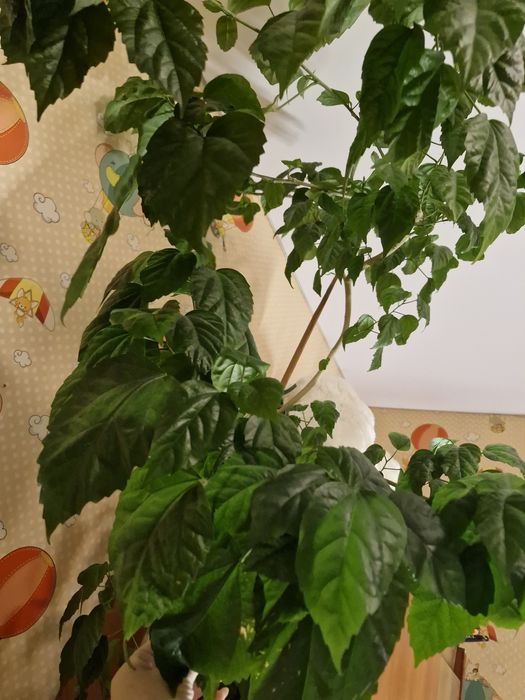 Отдам китайскую розу(гибискус] самовывоз