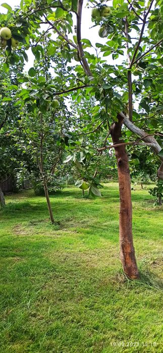 Продам дачу сад Речкнька