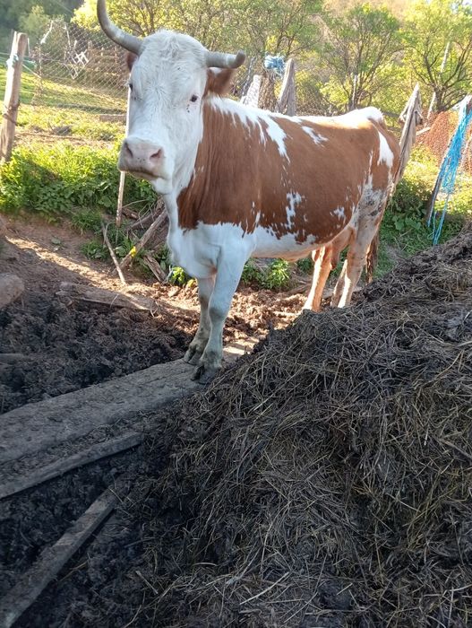 Vând vaca cu vițea
