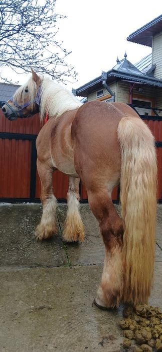 Armasar blând 4 ani