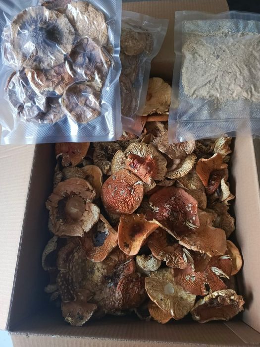 Продам красный сушеный гриб