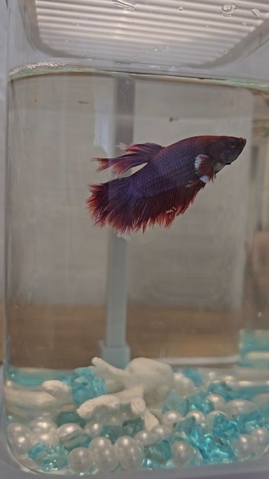 Подарочный ,аквариумный бокс