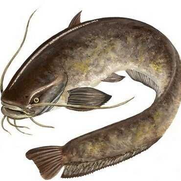 Сом рыда  .Жаиын балық