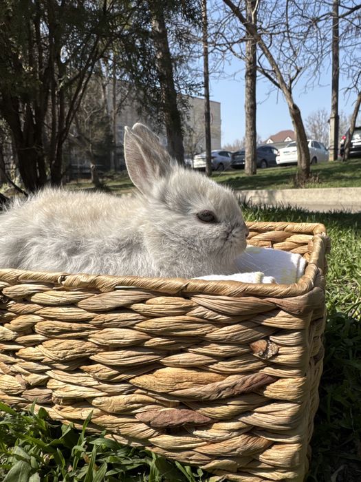 Декоративные кролики