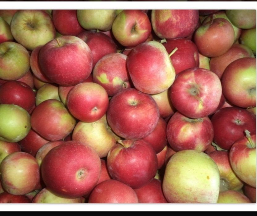 Яблоки уралка   сладкие