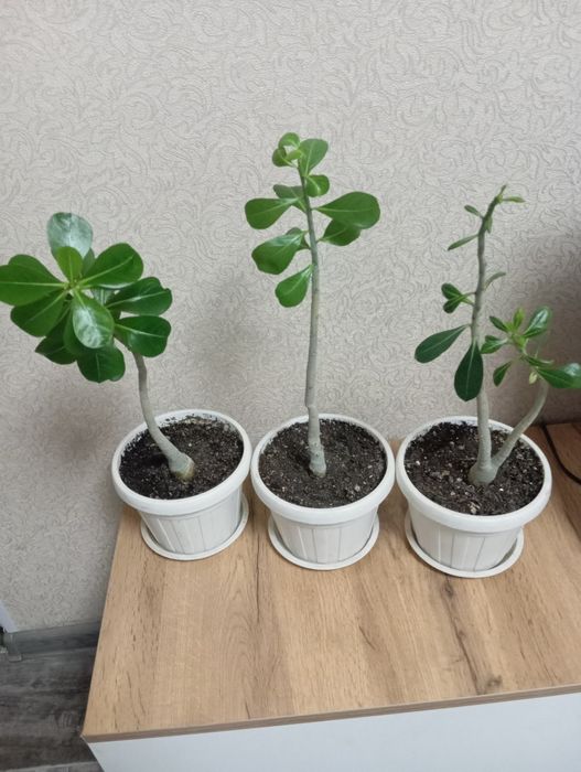 Адениум -цветок пустыни