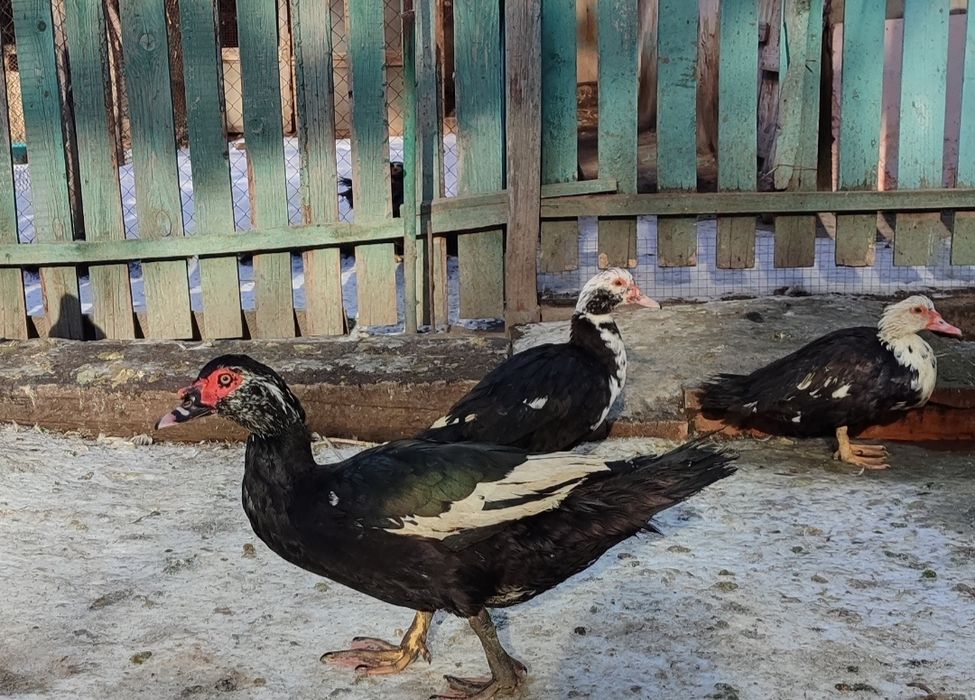 Продам Индоутк. Үйрек сатылады.