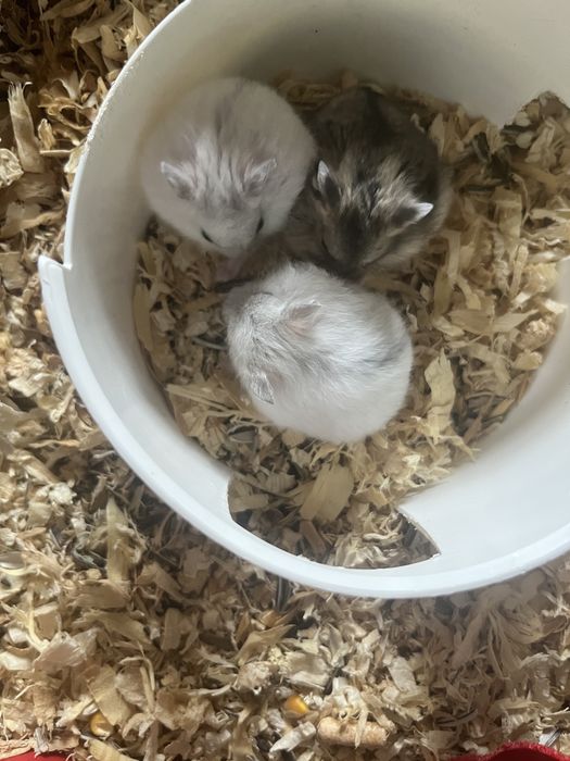 Vand pui hamster