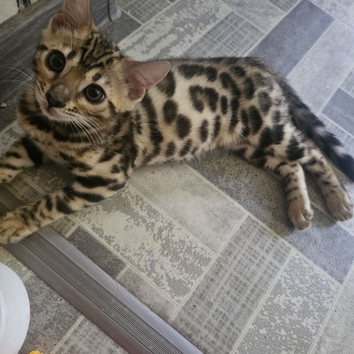 Бенгальский котенок 2.5 месяца девочка