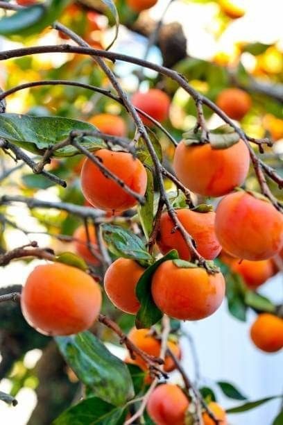 Pomi Fructiferi Exotici (Kaki ) la ghiveci