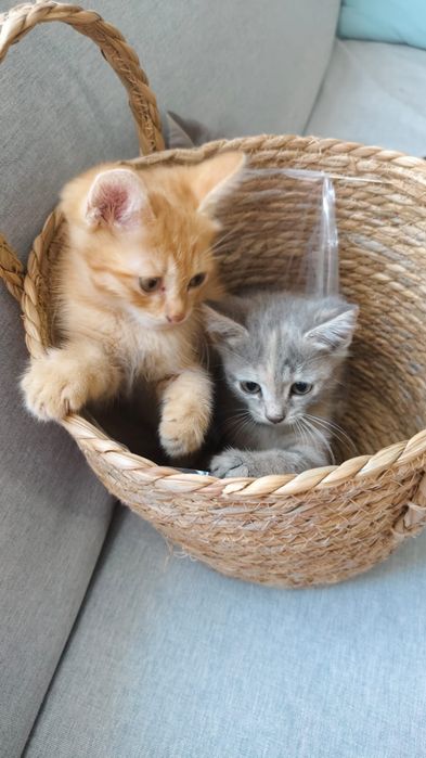 Отдам котят в добрые руки