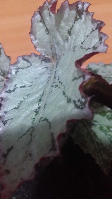 Бегония комнатная