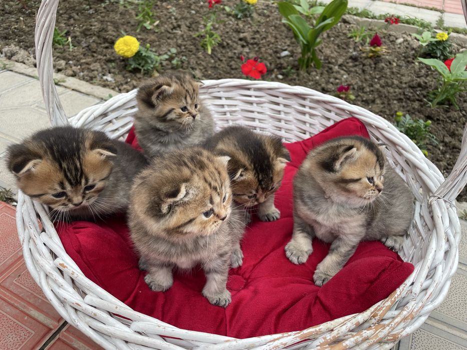 Premium sifatli mushuklar, Scottish fold va Britan