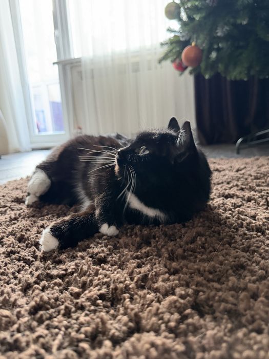 Дарю кошечку.