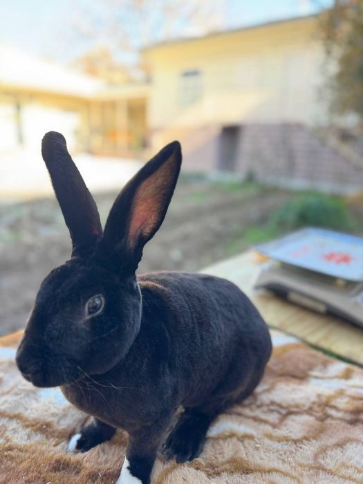 Кролик рекс чорни пантера самец 8 ойлик