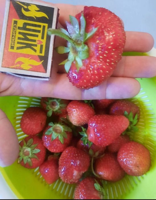 Продам саженцы клубники...