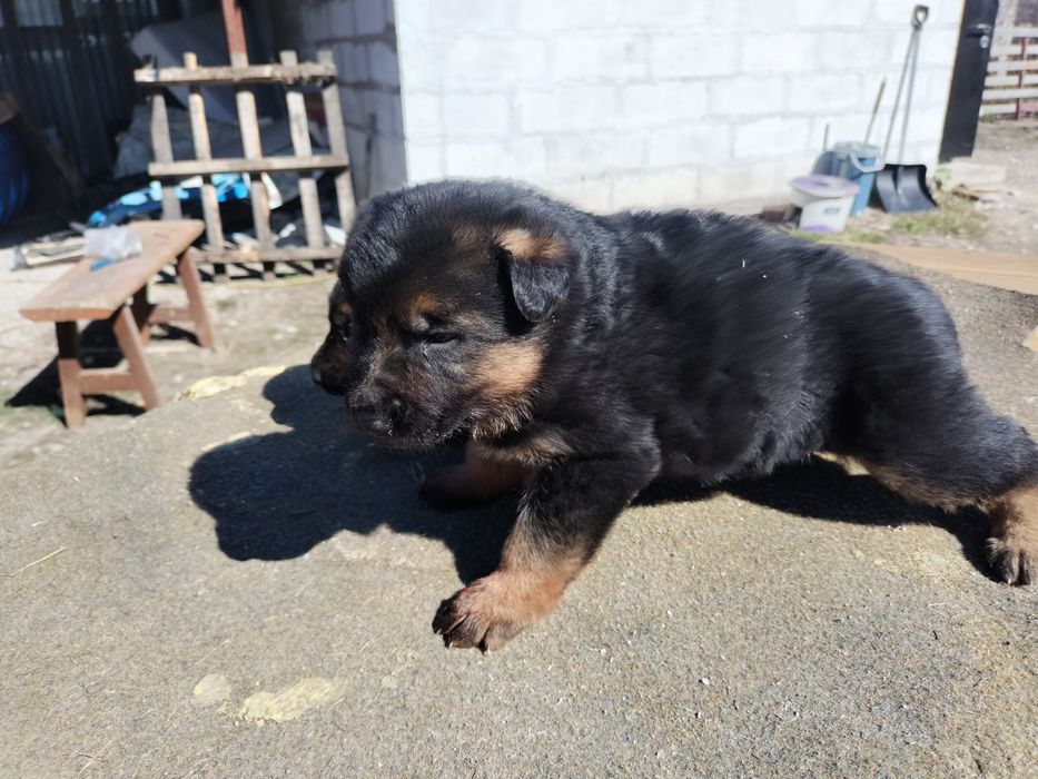 Щенки немецкой овчарки