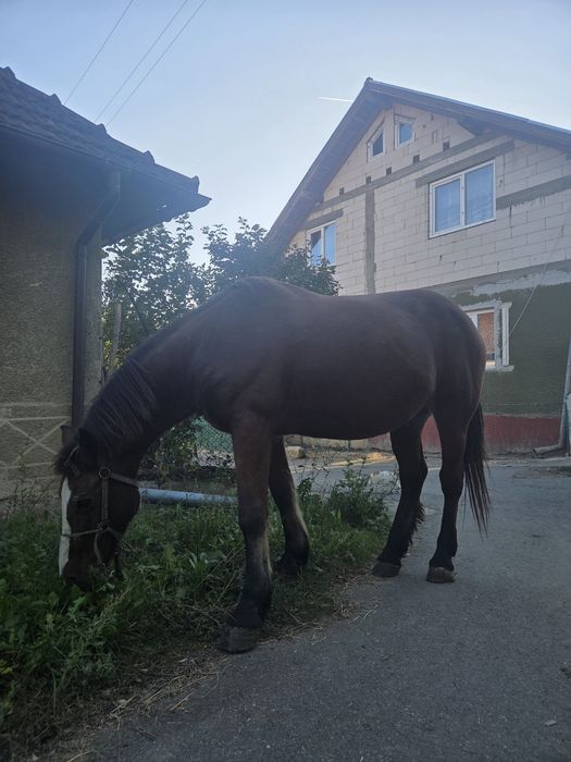 Vând cal sau schimb cu oi
