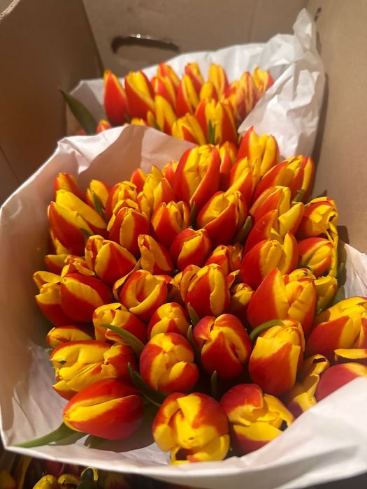 Тюльпаны оптом к 8 марта