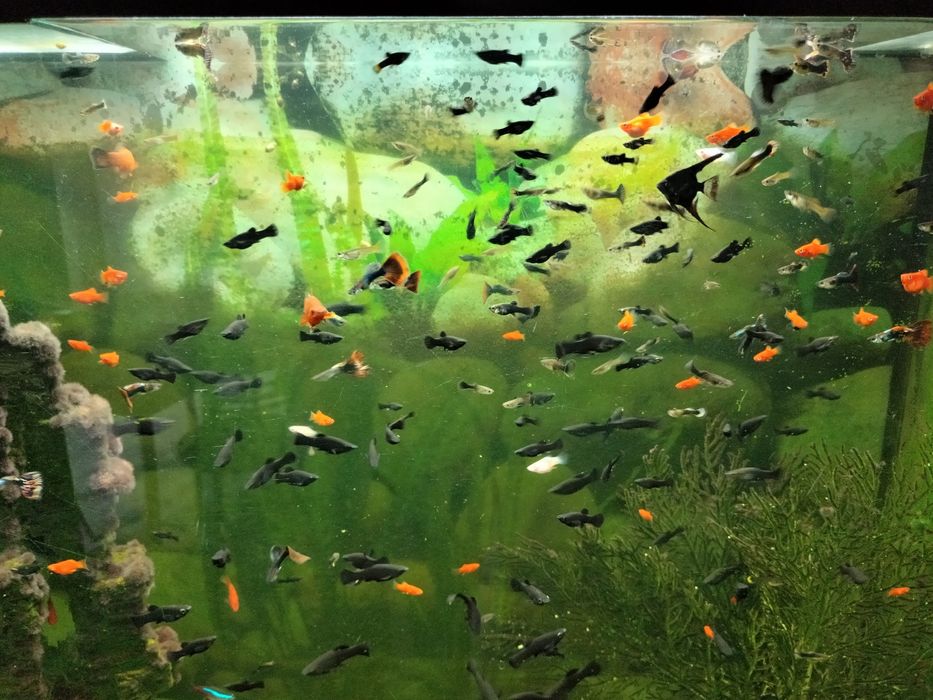 Продам рыбок гуппи,пецилия,моллинезия