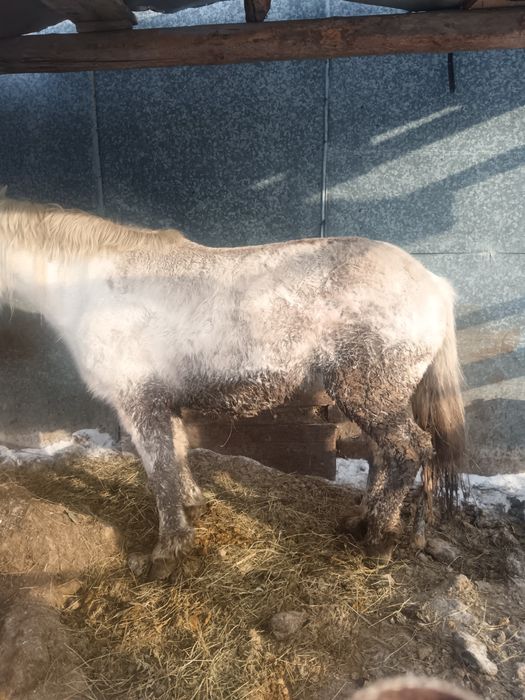 Продам кобылу с откорма