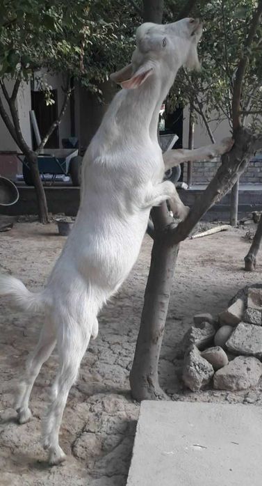 Rus,alpin echki bolalari sotiladi