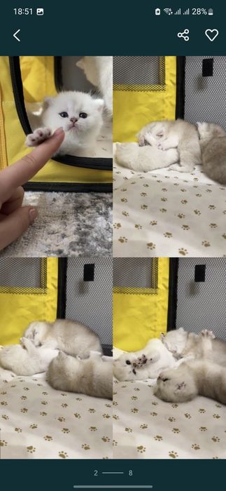 Вязка, кот с опытом , для вислоухих и прямоухих