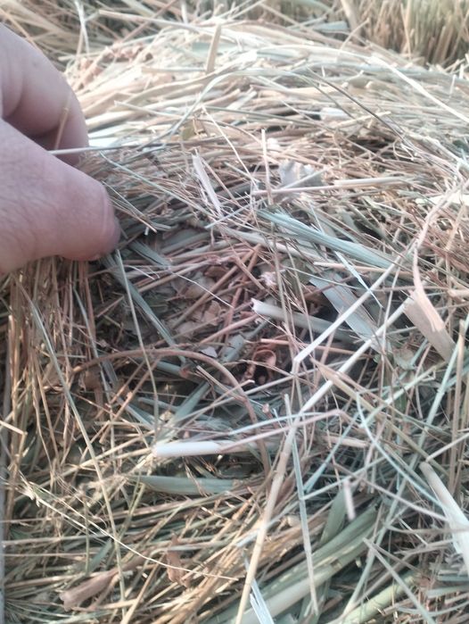 Продам сено с доставкой сено тюках