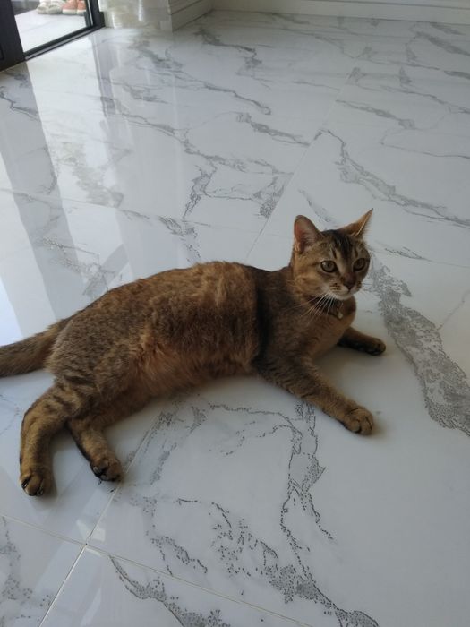 Мушук  сотилади   .