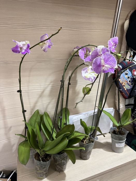Орхидеи орхидея отцвели