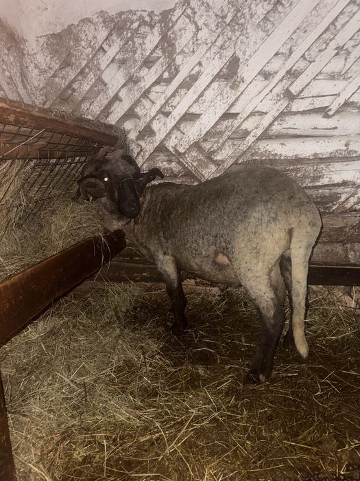Vând berbec bucălău rasa țigaie in varstă de 2 ani in luna martie
