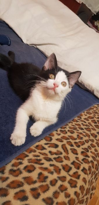SOS ! Котёнок.  Даром !