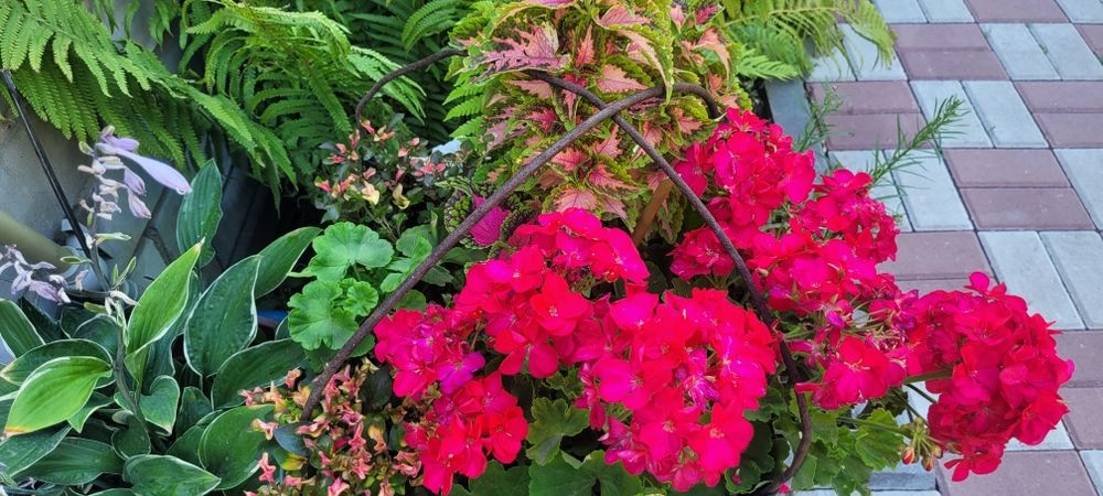 Пеларгония 1200тг