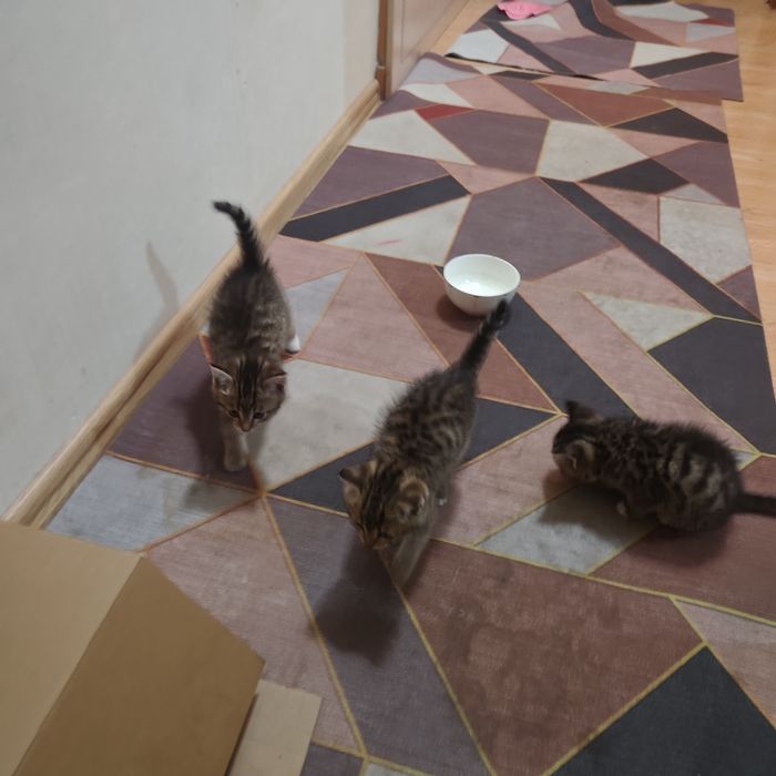 Отдам Котенки в хорошие руки