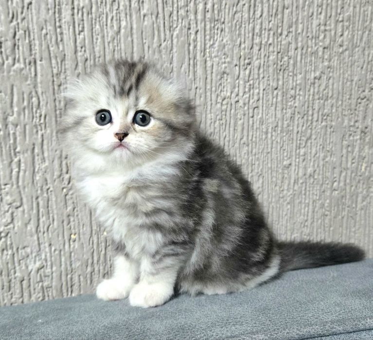 Продаётся котёнок породы Скоттиш-фолд