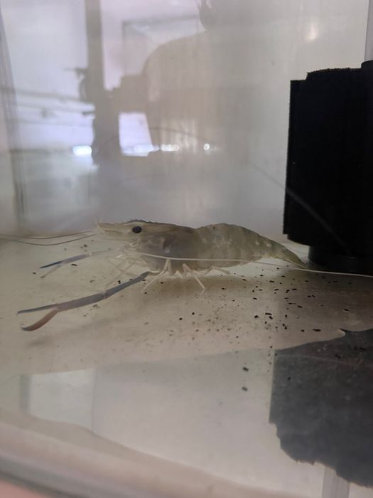 Продам мальки креветок Розенберг